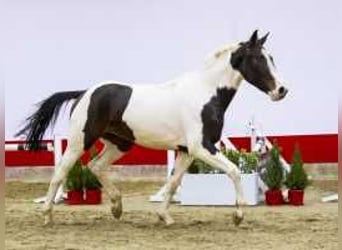 KWPN, Merrie, 3 Jaar, 172 cm, Gevlekt-paard