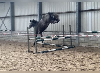 KWPN, Merrie, 3 Jaar, 172 cm, Schimmel