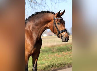 KWPN, Merrie, 3 Jaar, 173 cm, Bruin