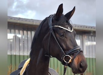 KWPN, Merrie, 3 Jaar, 174 cm, Bruin