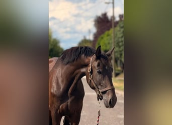 KWPN, Merrie, 3 Jaar, 174 cm, Donkerbruin