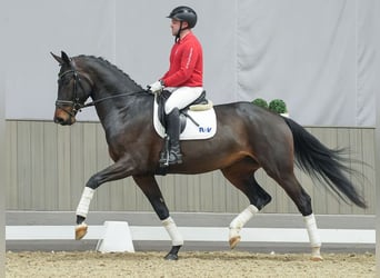 KWPN, Merrie, 3 Jaar, Donkerbruin