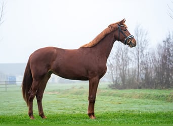 KWPN, Merrie, 3 Jaar