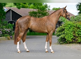 KWPN, Merrie, 3 Jaar