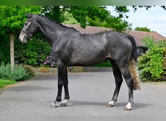 KWPN, Merrie, 3 Jaar