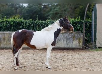 KWPN, Merrie, 4 Jaar, 153 cm, Gevlekt-paard