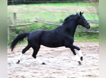 KWPN, Merrie, 4 Jaar, 157 cm, Zwart