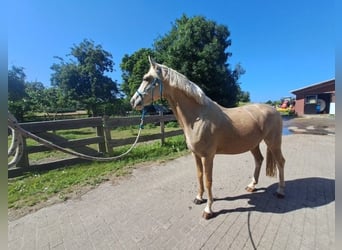 KWPN, Merrie, 4 Jaar, 160 cm, Palomino