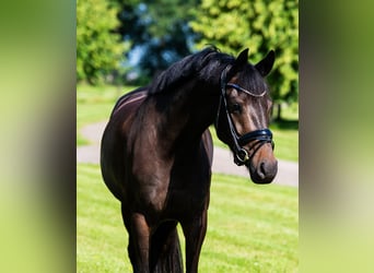 KWPN, Merrie, 4 Jaar, 160 cm, Roodbruin
