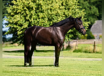 KWPN, Merrie, 4 Jaar, 160 cm, Roodbruin