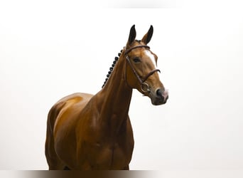 KWPN, Merrie, 4 Jaar, 161 cm, Bruin