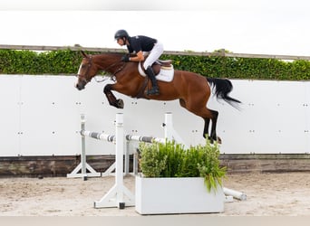 KWPN, Merrie, 4 Jaar, 161 cm, Bruin