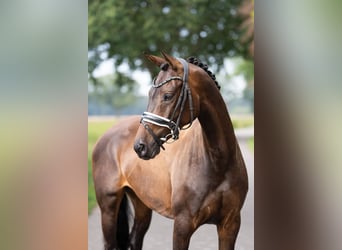 KWPN, Merrie, 4 Jaar, 161 cm, Donkerbruin