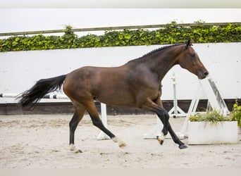 KWPN, Merrie, 4 Jaar, 162 cm, Brauner