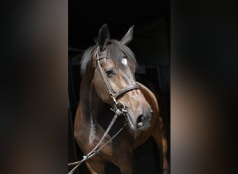 KWPN, Merrie, 4 Jaar, 162 cm, Bruin