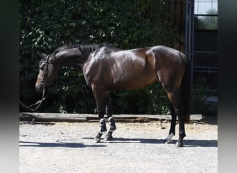 KWPN, Merrie, 4 Jaar, 162 cm, Bruin