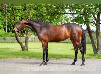 KWPN, Merrie, 4 Jaar, 162 cm, Bruin