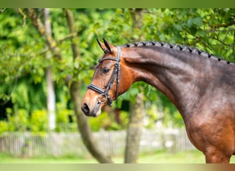 KWPN, Merrie, 4 Jaar, 162 cm, Bruin