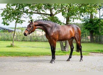 KWPN, Merrie, 4 Jaar, 162 cm, Bruin