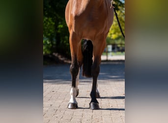 KWPN, Merrie, 4 Jaar, 162 cm, Bruin