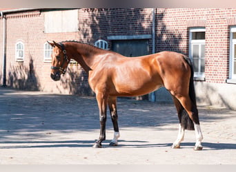 KWPN, Merrie, 4 Jaar, 162 cm, Bruin