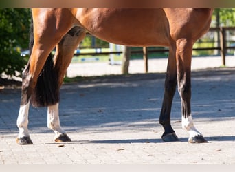 KWPN, Merrie, 4 Jaar, 162 cm, Bruin