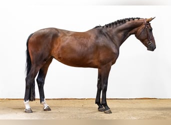 KWPN, Merrie, 4 Jaar, 162 cm, Donkerbruin