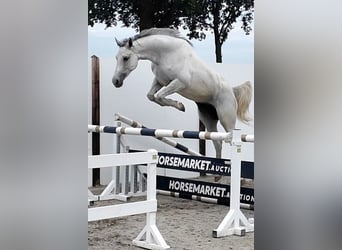 KWPN, Merrie, 4 Jaar, 162 cm, Schimmel