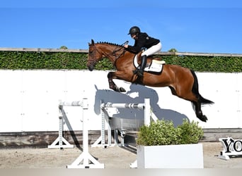 KWPN, Merrie, 4 Jaar, 163 cm, Bruin