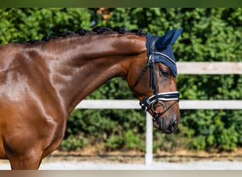 KWPN, Merrie, 4 Jaar, 163 cm, Roodbruin