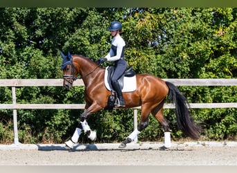 KWPN, Merrie, 4 Jaar, 163 cm, Roodbruin