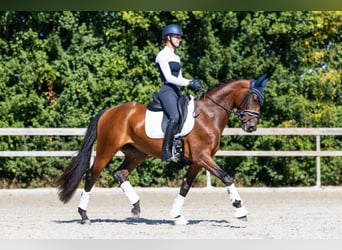 KWPN, Merrie, 4 Jaar, 163 cm, Roodbruin