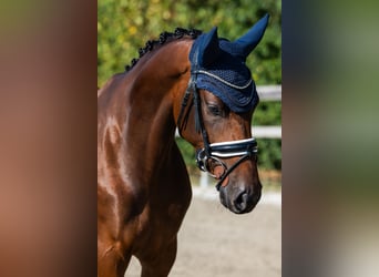 KWPN, Merrie, 4 Jaar, 163 cm, Roodbruin