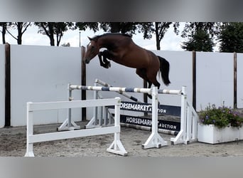 KWPN, Merrie, 4 Jaar, 164 cm, Bruin