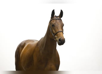 KWPN, Merrie, 4 Jaar, 164 cm, Bruin