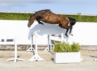 KWPN, Merrie, 4 Jaar, 164 cm, Bruin