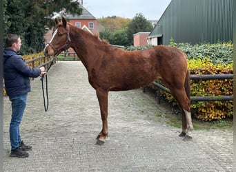 KWPN, Merrie, 4 Jaar, 164 cm, Donkere-vos