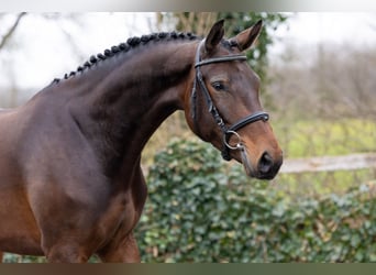 KWPN, Merrie, 4 Jaar, 164 cm