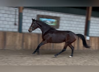 KWPN, Merrie, 4 Jaar, 165 cm, Donkerbruin