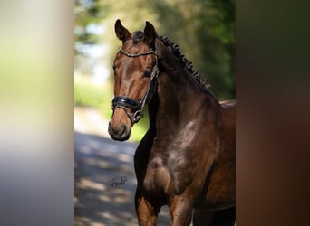 KWPN, Merrie, 4 Jaar, 165 cm, Donkerbruin