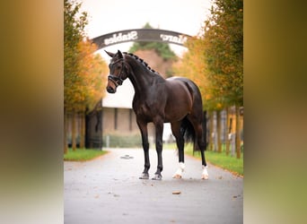 KWPN, Merrie, 4 Jaar, 165 cm, Donkerbruin