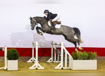 KWPN, Merrie, 4 Jaar, 165 cm, kan schimmel zijn