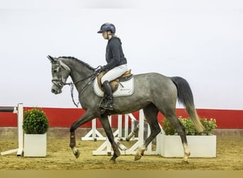 KWPN, Merrie, 4 Jaar, 165 cm, kan schimmel zijn