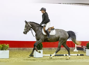 KWPN, Merrie, 4 Jaar, 165 cm, kan schimmel zijn