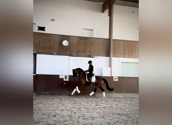 KWPN, Merrie, 4 Jaar, 165 cm, Roodbruin