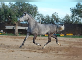 KWPN, Merrie, 4 Jaar, 165 cm, Schimmel