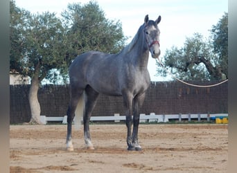 KWPN, Merrie, 4 Jaar, 165 cm, Schimmel