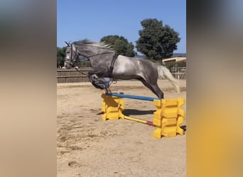 KWPN, Merrie, 4 Jaar, 165 cm, Schimmel