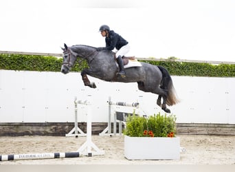 KWPN, Merrie, 4 Jaar, 165 cm, Schimmel