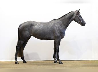 KWPN, Merrie, 4 Jaar, 165 cm, Schimmel